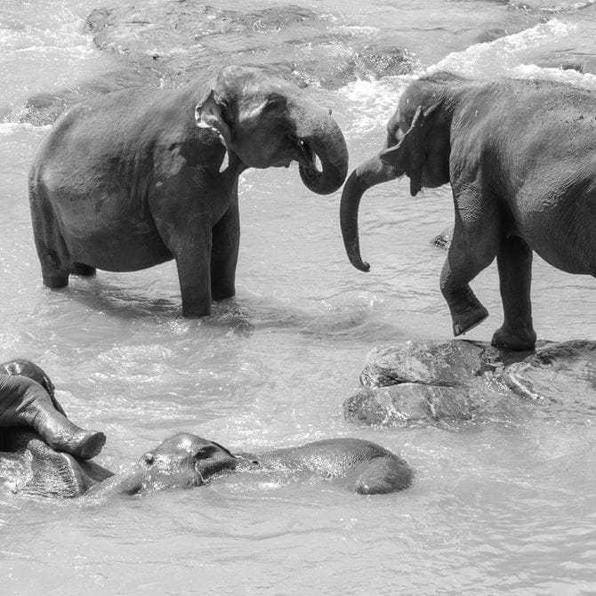 Image for Sri Lanka vs England ODI & T20 Series