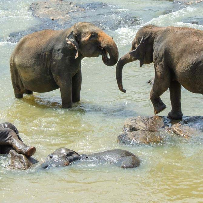 Image for Sri Lanka vs England ODI & T20 Series