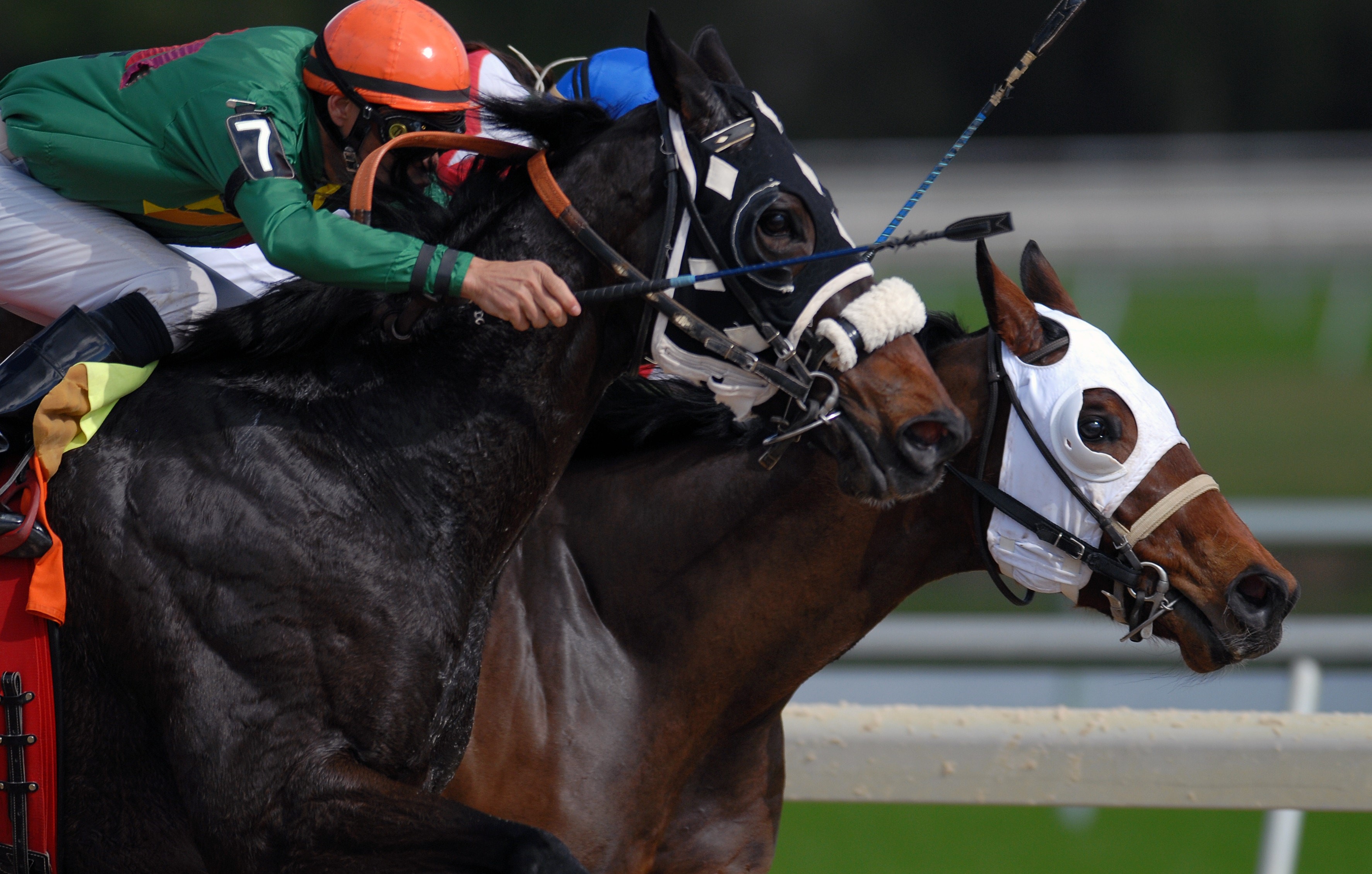 Image for Horse Racing