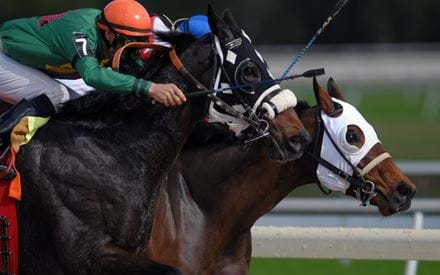 Image for Horse Racing