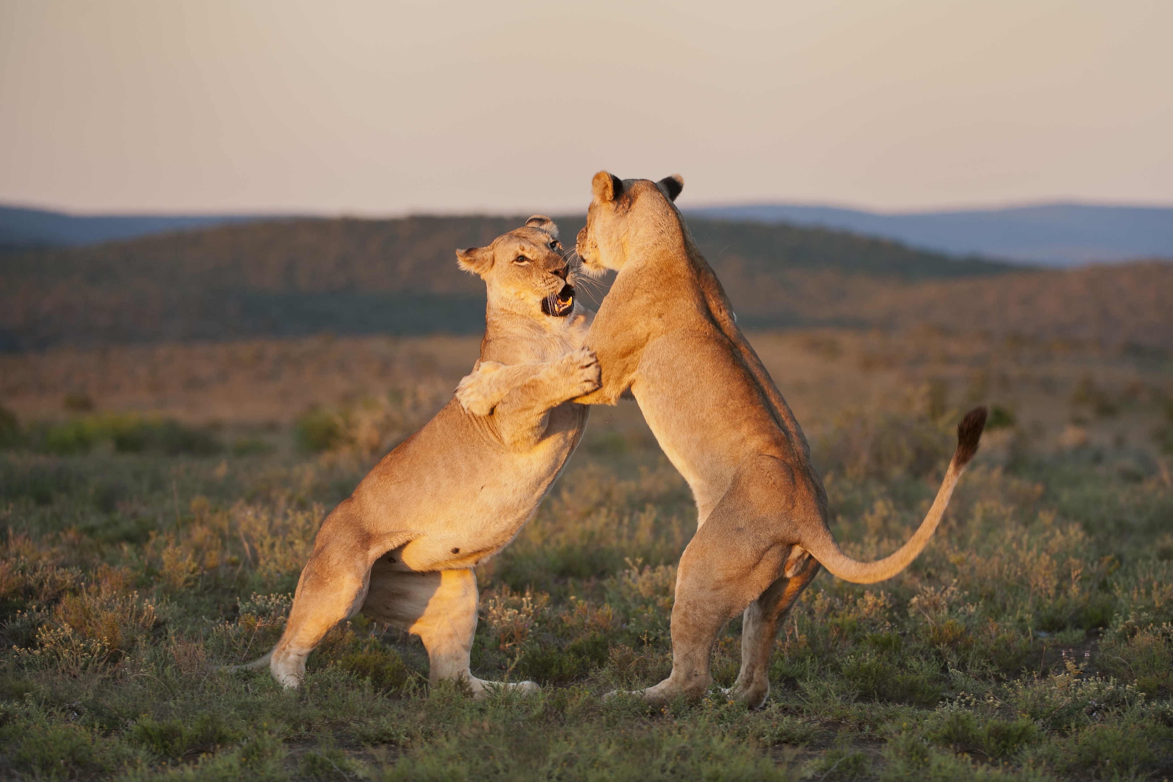 Image for South Africa vs England - Holidays +