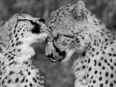 Image for Africa