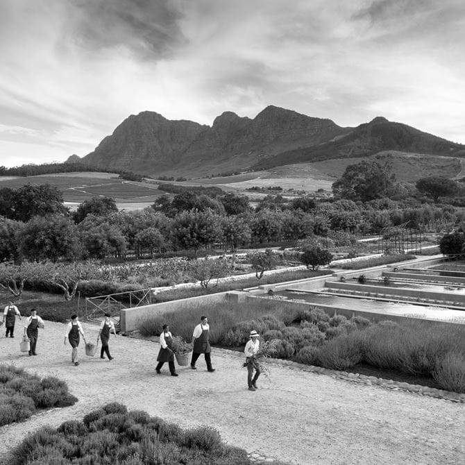 Image for Babylonstoren