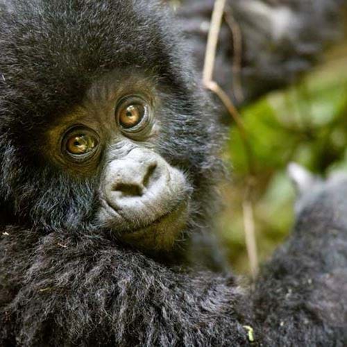 Sabyinyo Silverback Lodge