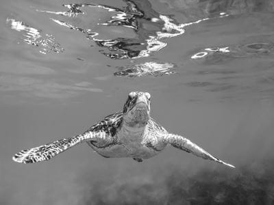 Image for Caribbean