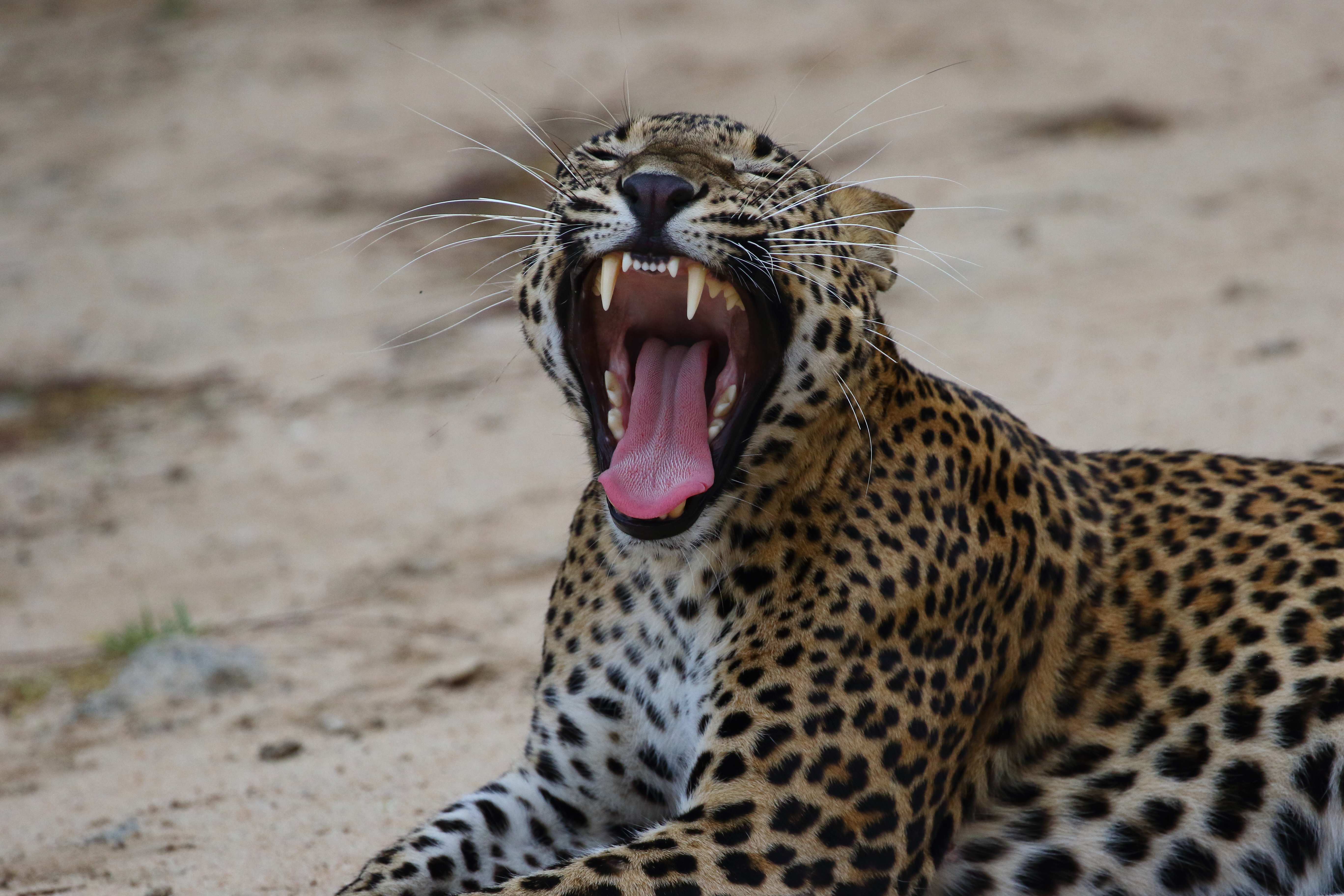 Image for Top things to do in Sri Lanka