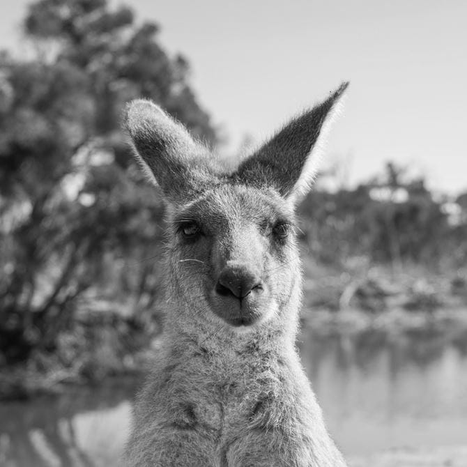 Image for Australia vs England - ODI & T20 Series