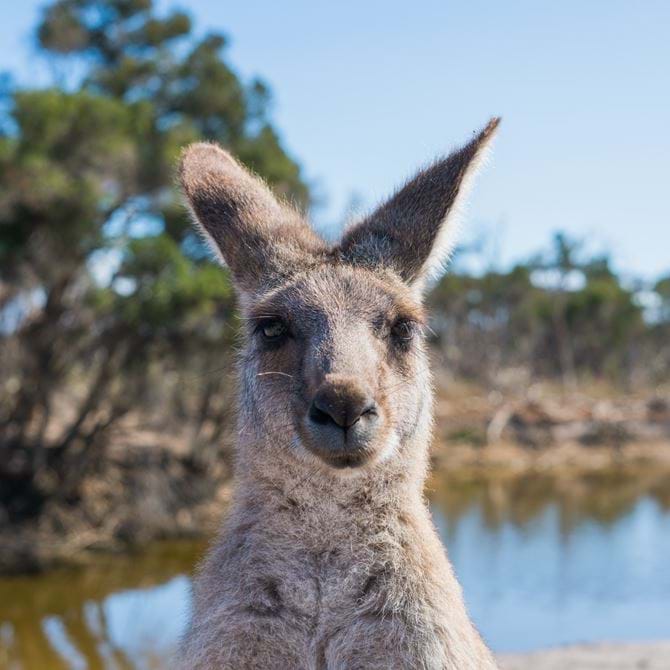 Image for Australia vs England - ODI & T20 Series