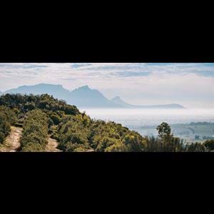 Image for Gladstone Small arrives at South Africa ODIs